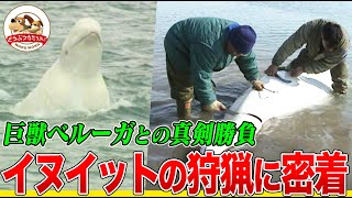 Canadian Arctic] Eating raw seal liver! A look at the traditional