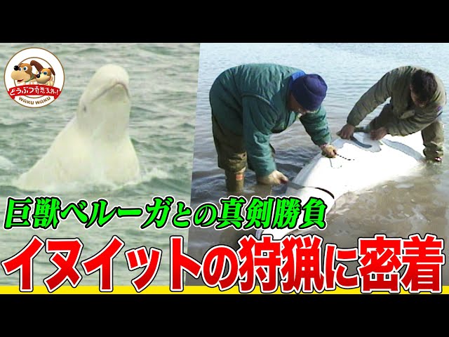 Canadian Arctic] Eating raw seal liver! A look at the traditional
