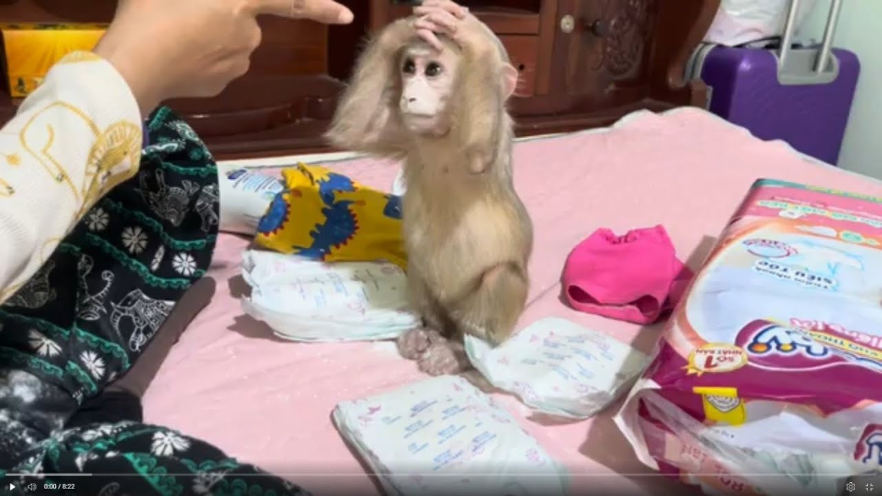 Baby monkey Bella got warnning from mother