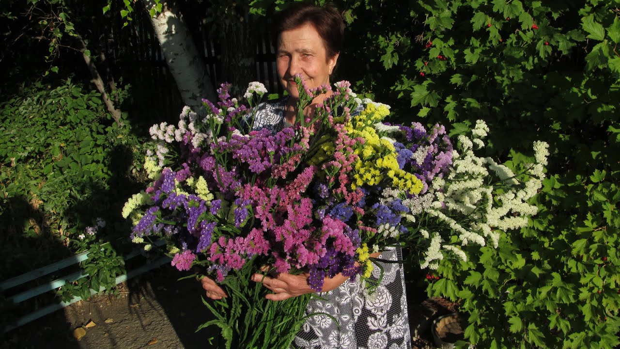 урожай статицы 