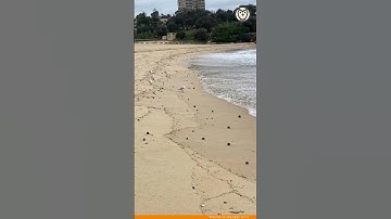 2.000 quả bóng đen 