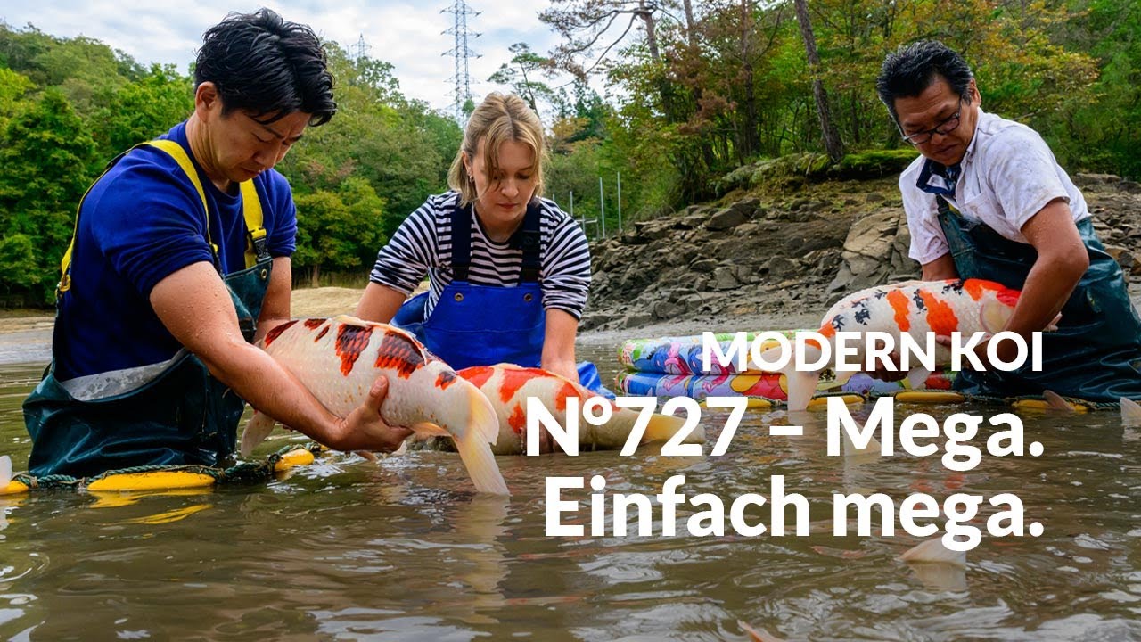 Alle Koi aus Auktion No. 727 im Detail erklärt | Konishi Koi News