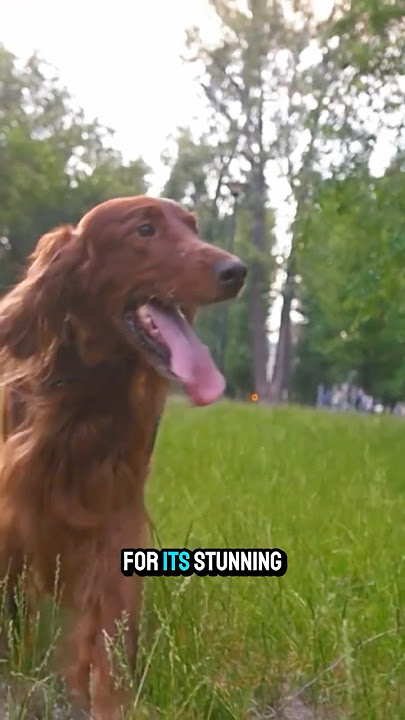The Irish Setter: The Red Flash! #IrishSetter #RedDog