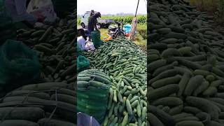 Proses sortir hasil panen mentimun