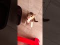 FunnyCats part1 🤣😅 #petsoftiktok #funnypets #pets #FunnyCats