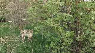Случай на рыбалке. Знакомство с дикой африканской кошкой. Случай на рыбалке. Знакомство с дикой африканской кошкой.