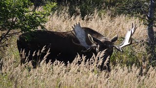 BEST PLACE FOR VIEWING MOOSE IN ANCHORAGE, ALASKA