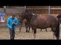 Apprendre à parler cheval avec Jean-François Pignon