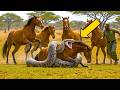 Man Finds Giant Python Attacking Pregnant Mustang, You Won’t Believe the Herd’s Response!