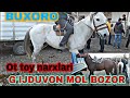 Ot toy narxlari BUXORO G'IJDUVON MOL BOZOR NARXLAR