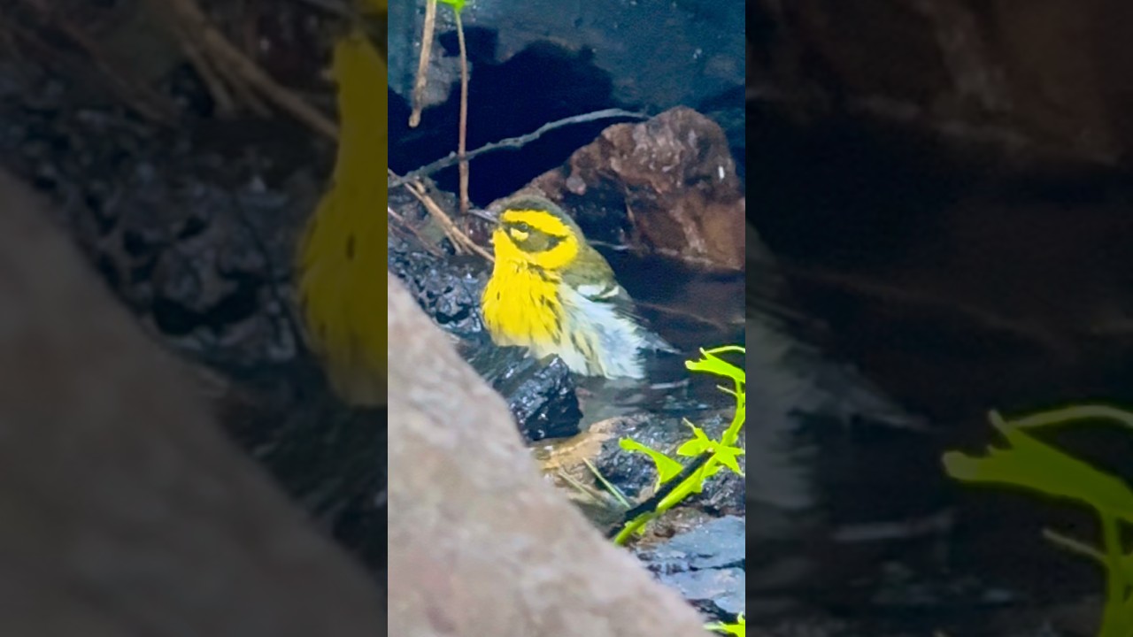 Townsend's Warbler takes a bird bath Golden Gate Park San Francisco #birds