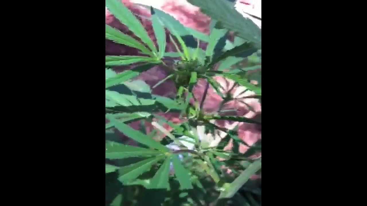 Outdoor Cannabis garden update 215