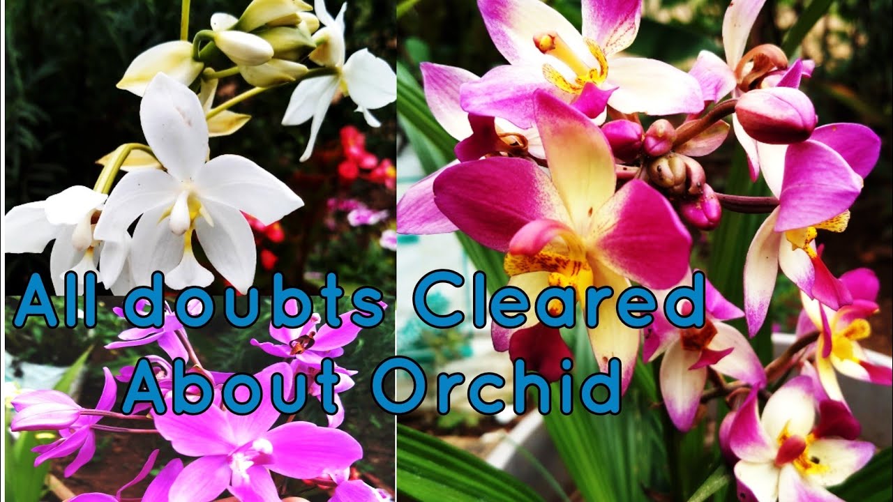 Orchid Plant Complete Tutorial | Ground Orchids Care | How to Plant