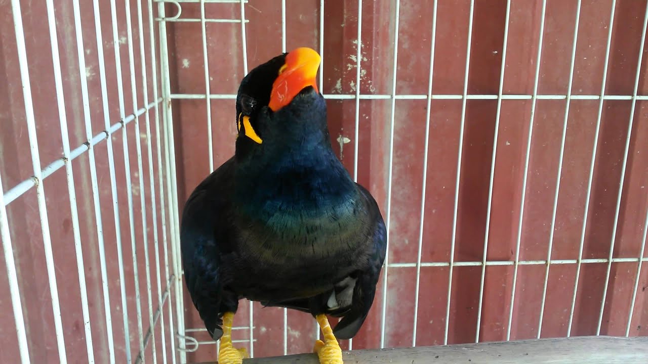 Burung Tiong jawab Salam 