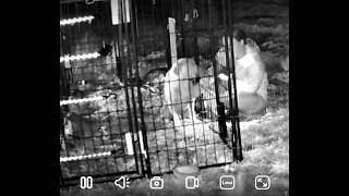 Sunbury Dog Nove - Missy Trap Set Up