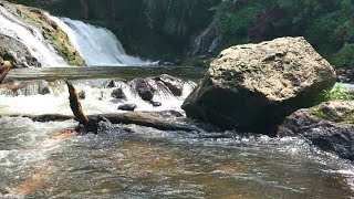 Beautiful River Sounds, Soothing Waterfalls, Birds Sounds: Best Sounds of Nature ASMR