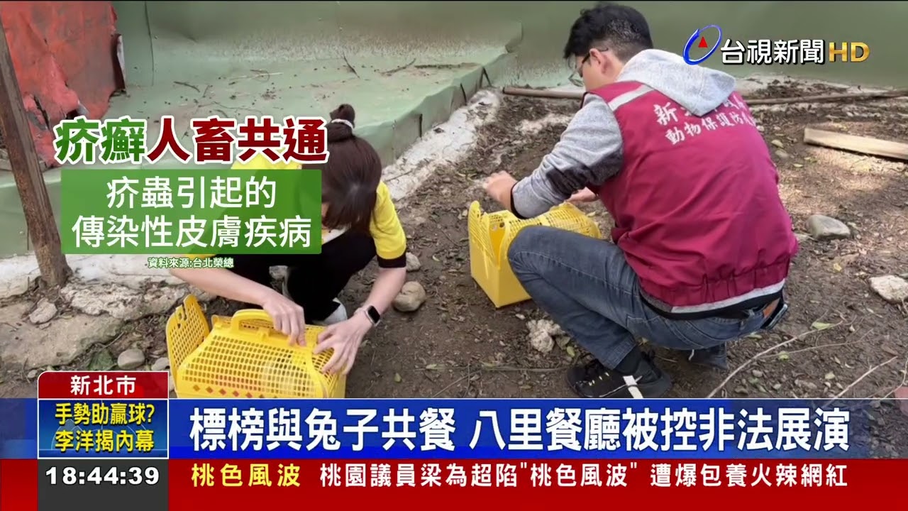 「兔子餐廳」違法當噱頭吸客 兔隻染病挨餓亡