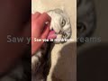 Saw you in my dreams #shorts #viral #cute #cat #cutecat
