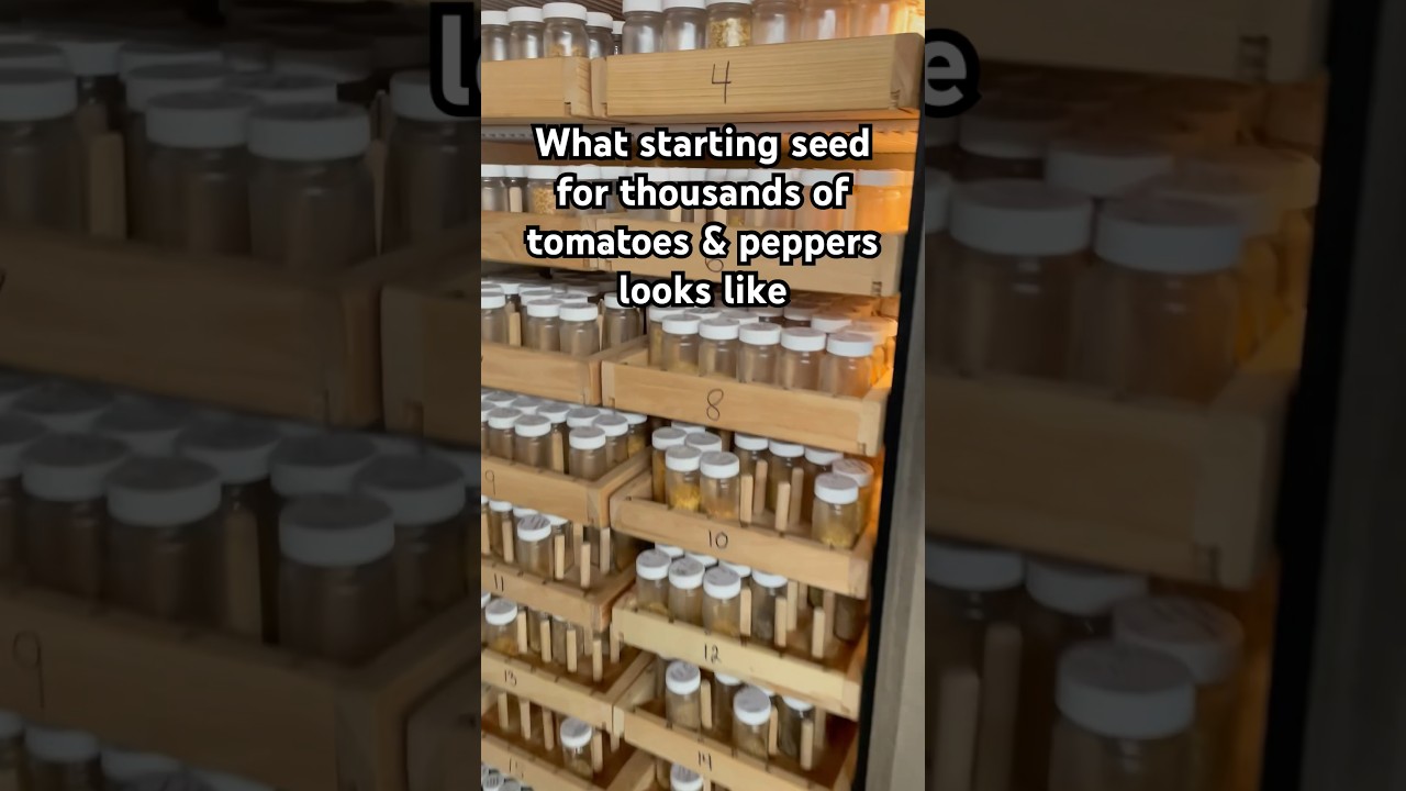 Seed racks, germination chambers- all custom built by the owner of 