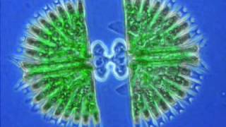 Desmid dividing