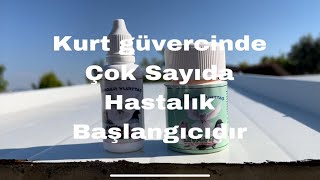 Güvercinin en büyük düşmanı iç parazit #serdaryurttaş  #hayaletler