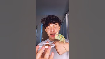 Kyle Thomas 💙 chameleon eating MEALWORMS 🤮 #kylethomas #shorts