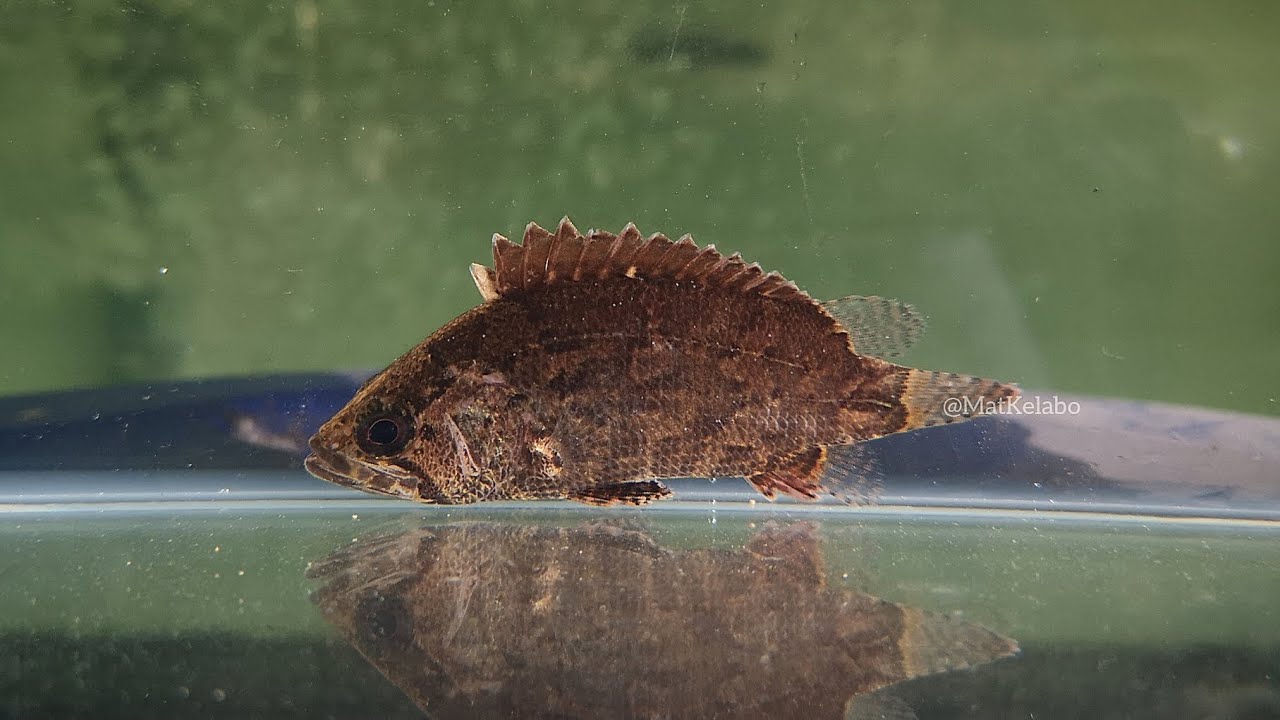 Nandus nebulosus @ Malayan Leaf Fish/Ikan Daun Kering (Malaysia)