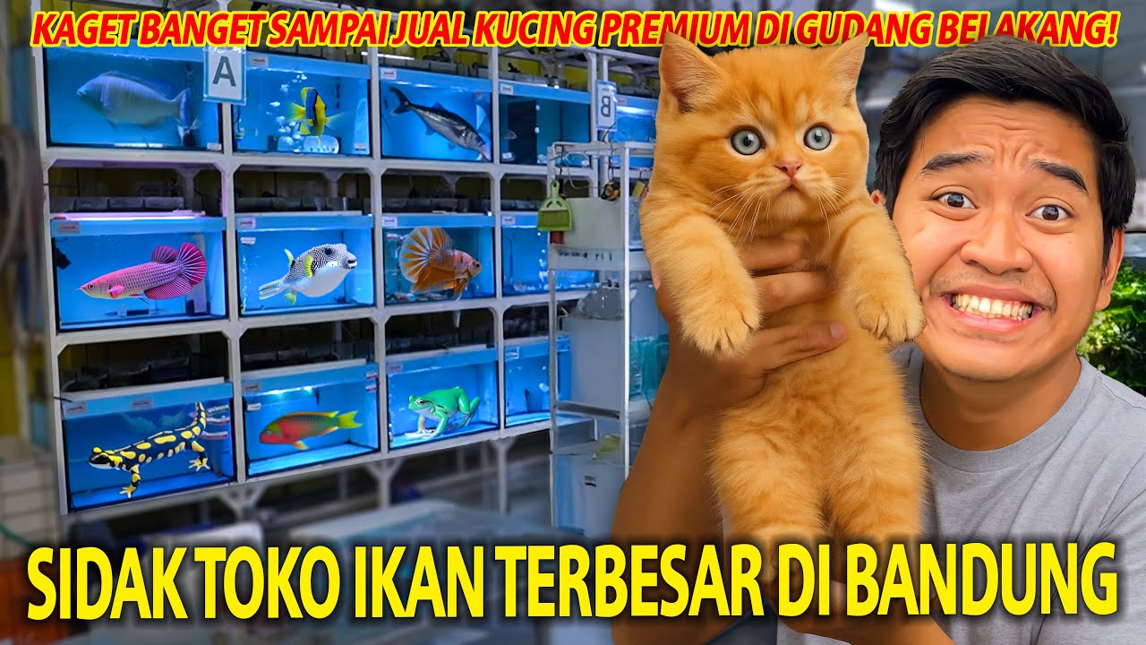 SIDAK TOKO AQUARIUM TERBESAR DI BANDUNG! KAGET BANGET SAMPAI JUAL ANAK KUCING PREMIUM DI BELAKANGNYA