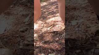 The Oldest Trail Race in the USA! FACTS! #shorts