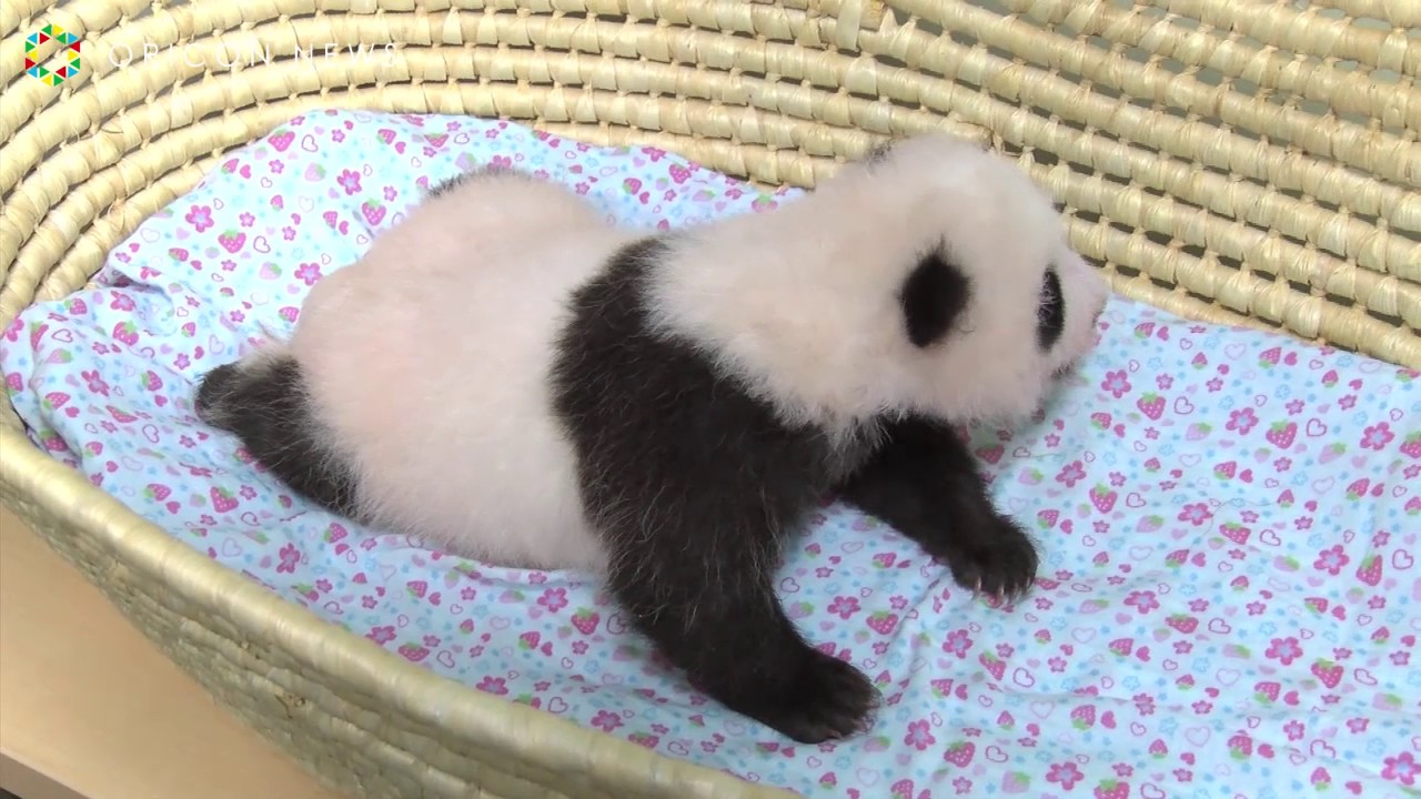 パンダの赤ちゃん 両目ぱっちり 寝返りも Youtube