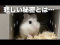 ペットショップでいじめられ売れ残ったハムスターをお迎えしました