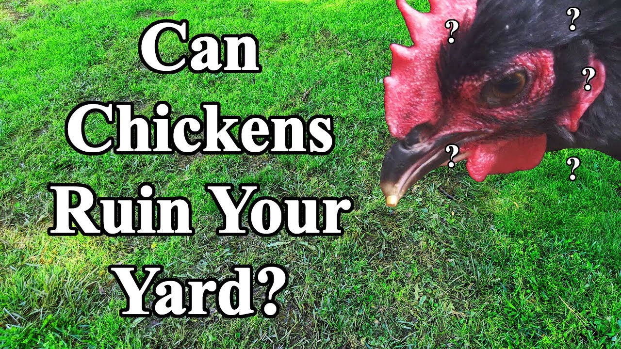 How Much Damage Will Chickens Cause To A Yard? YouTube
