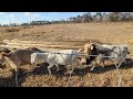 Separating the cows from the bulls, for peace.