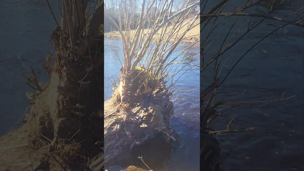 Contemplating Life by the River’s Edge 🌊🌳” 