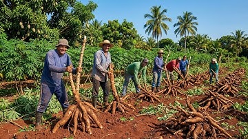 Inside the Cassava Factory From Fresh Roots to Tapioca Products  Full Production Process