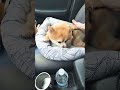 How can you not love him? We're on our way home to cook and stream.
