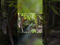 Fyp#waterfall #waterfall #fypyoutube #foryou 