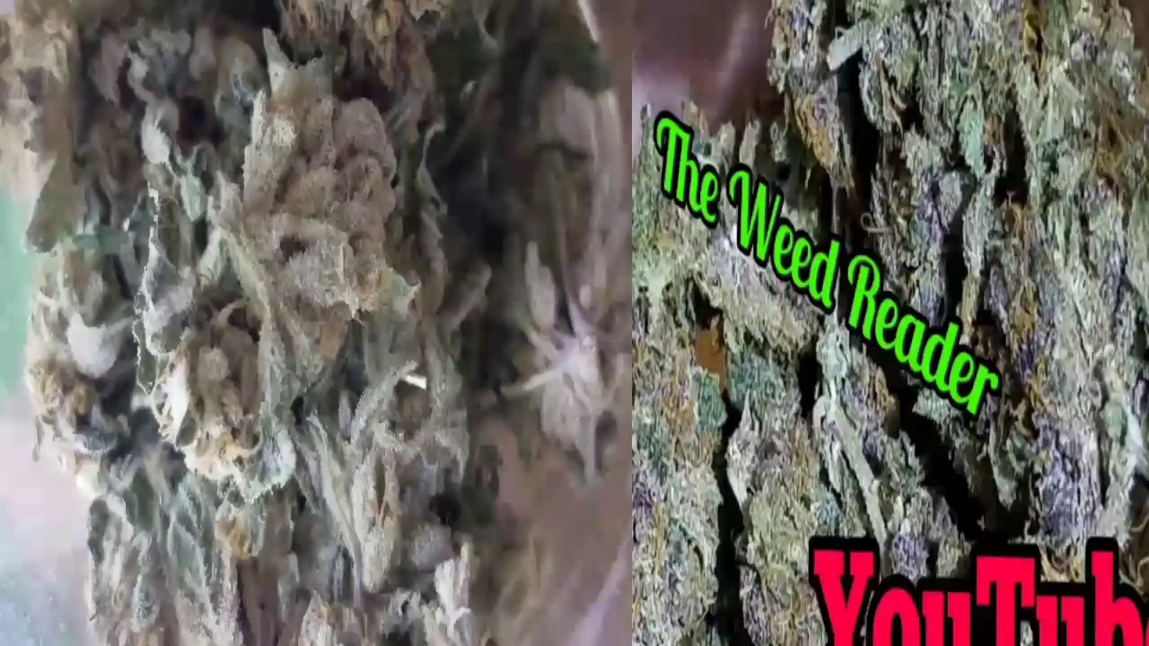 Ghetto Pressing Flower Rosin - Mob Boss S1 💯