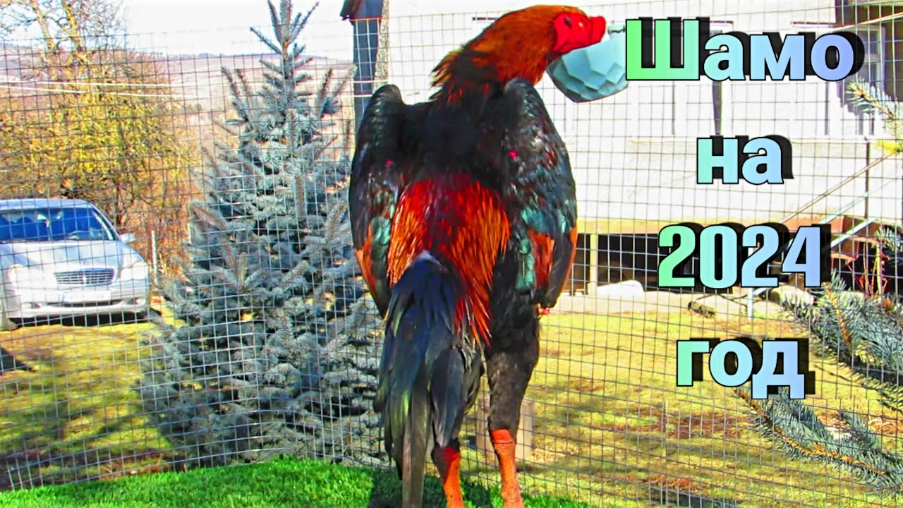 семья производители шамо на 2024 год для заказов инкубационное яйцо