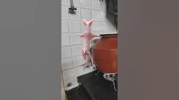 Video 8398621: sphynx cats catlovers, sphynx funny catlover cute, sphynx tom