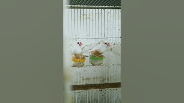 😊😊😊pastel foan java😊😊😊