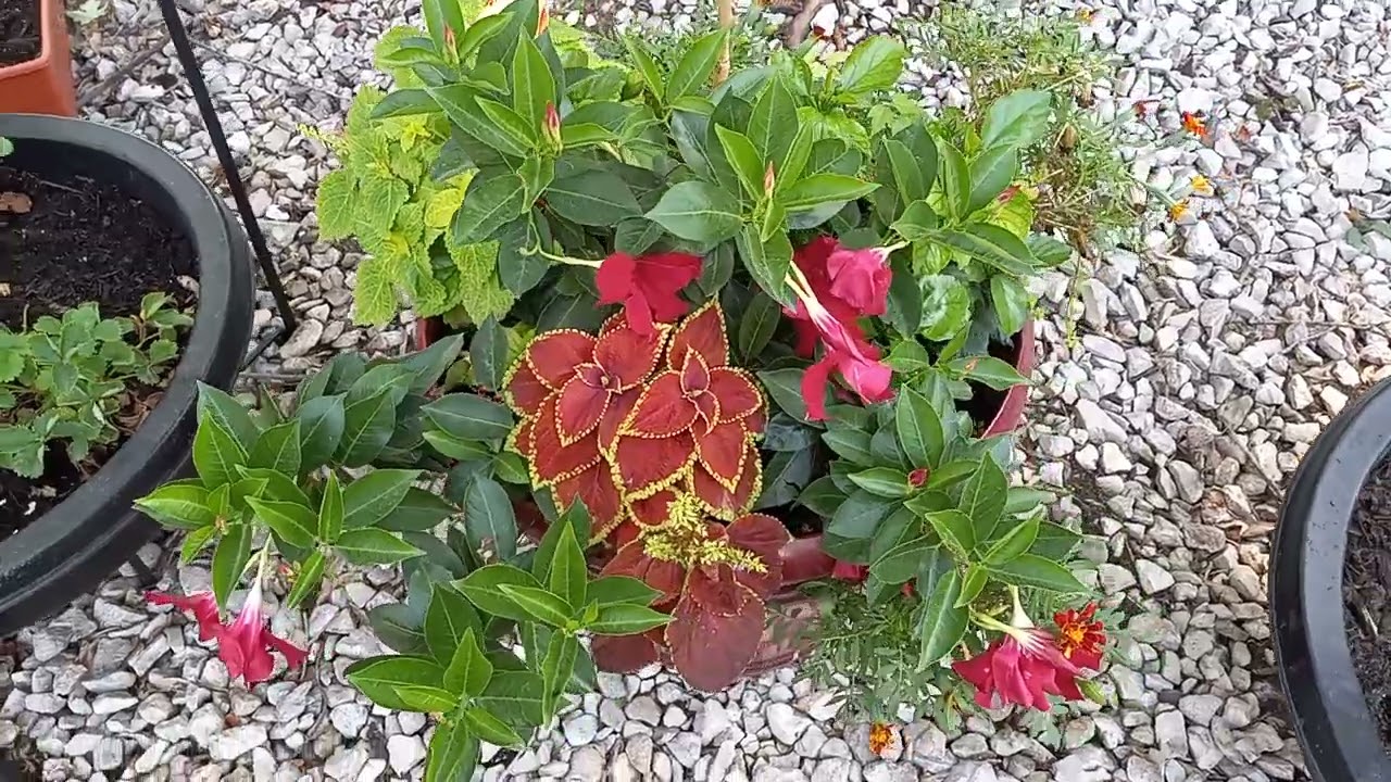 ASMR Garden Walk Part 2 (Dog barks, Crunch Leaves and Camera shakes)