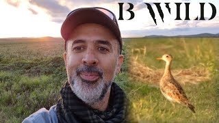 Casi me atasco buscando al Zarapito Ganga... ¡y terminé grabando aves increíbles!