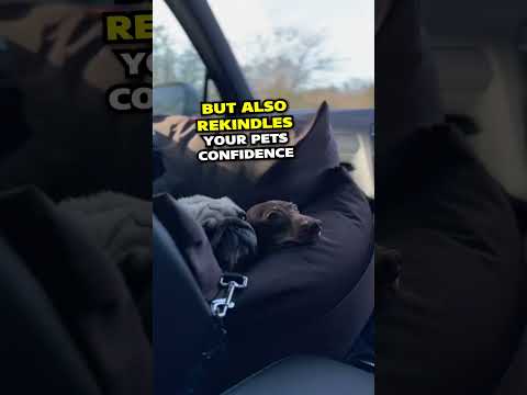 Short-Form Video Content Sample
