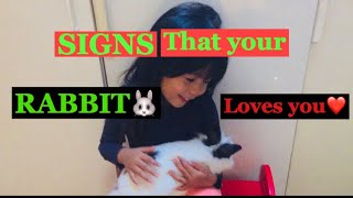 SIGNS THAT YOUR RABBIT LOVES YOU