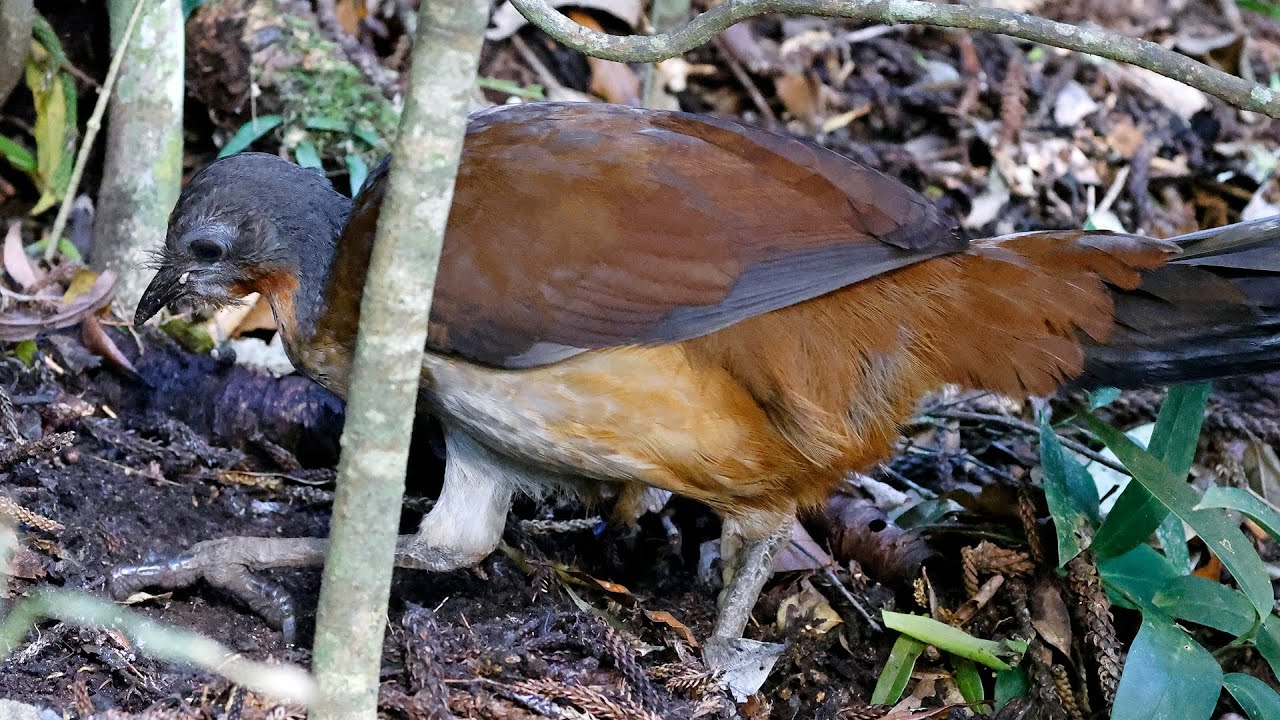 Australia Part 35: Albert's Lyrebird at O'Reilly's & birding Minnippi Parklands, Brisbane Oct 12