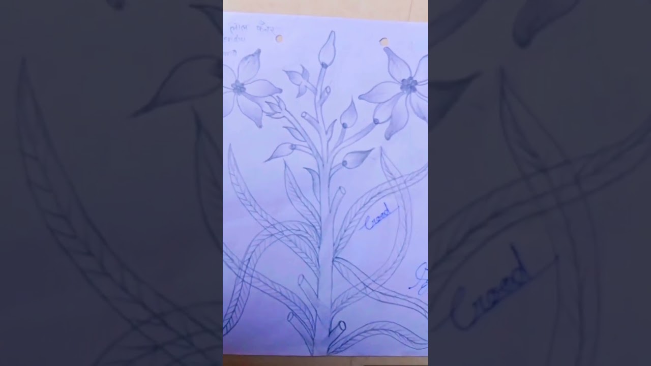 kaner flower drawing 