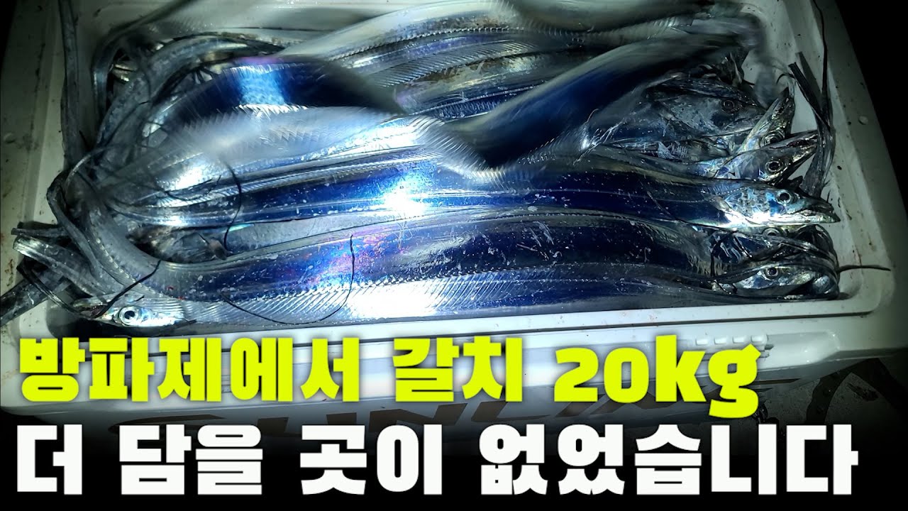 도보권 낚시, 갈치가 아주 난리가 났네요