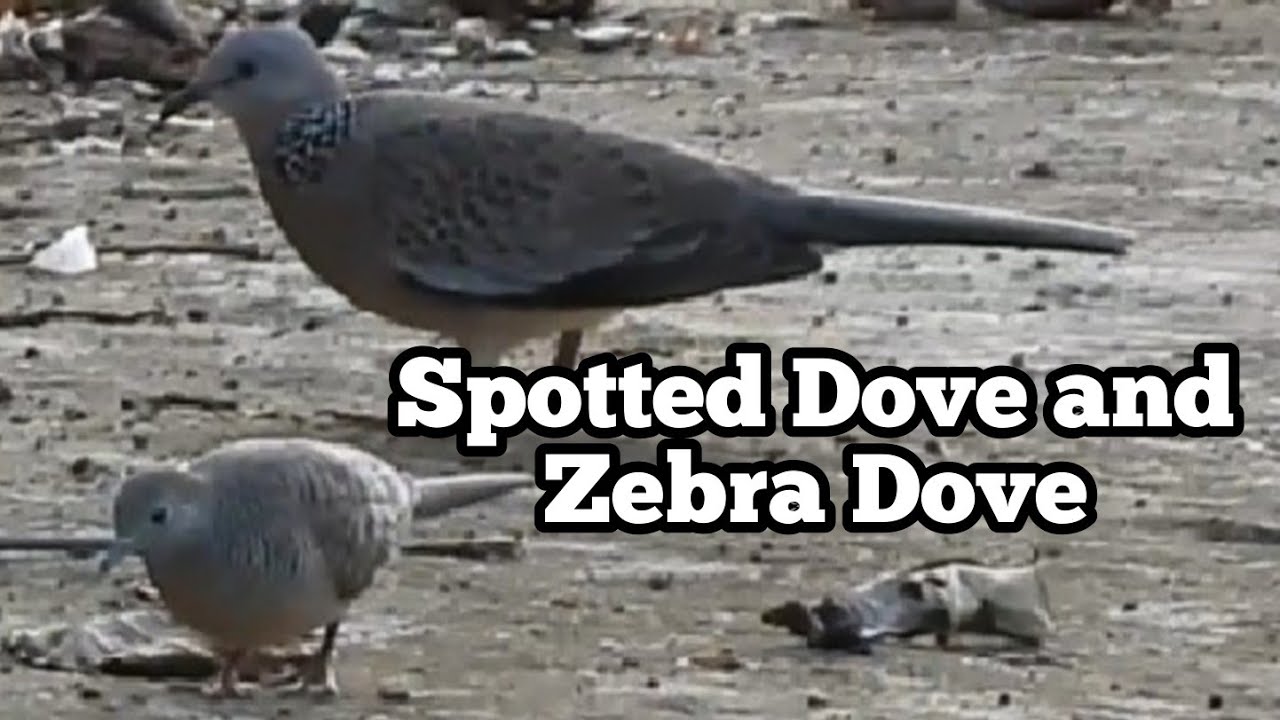Spotted dove and Zebra Dove 