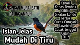 Masteran murai paling gacor jitu 